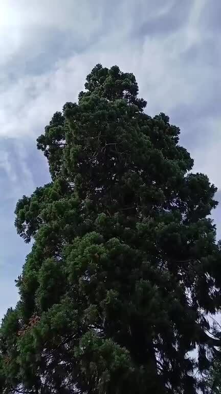 arbre remarquable